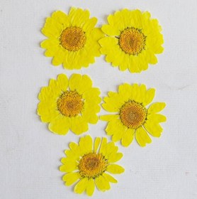 تصویر گل خشک بابونه زرد کمرنگ 