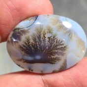 تصویر شجر قائن سایز بزرگ واضح زیبا 