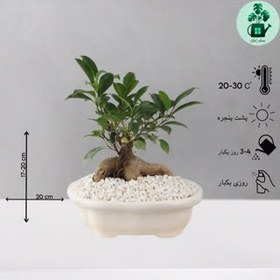 تصویر بونسای نرک جینسینگ 