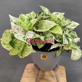 تصویر پتوس مرمری (ملکه) 