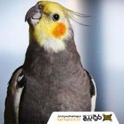 تصویر تصویر استوک عروس هلندی 