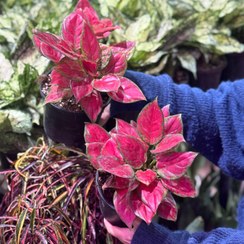 تصویر گیاه آگلونما صورتی 