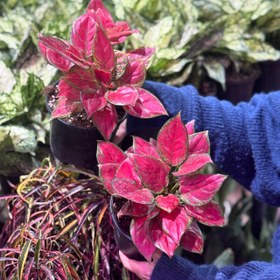 تصویر گیاه آگلونما صورتی 