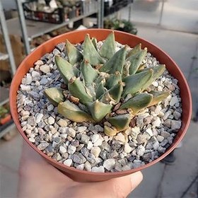 تصویر بذر کاکتوس آریوکارپوس رتوسوس 