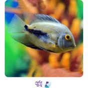 تصویر ماهی سیچلاید اورا مثلثی4 تا 5 سانتی متر 