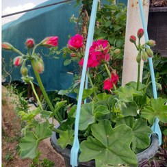 تصویر گیاه طبیعی شمعدانی پیچ یا رونده 