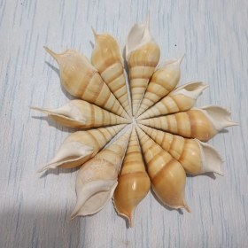 تصویر صدف دوکی بزرگ 