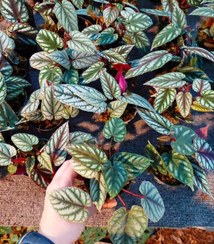 تصویر پک ۲۰ عددی سیسوس دیسکالر نشایی 