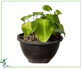 تصویر اسکاندیس ابلق 