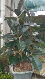 تصویر فیکوس الاستیکا بلک ا Ficus Elastica Ficus Elastica