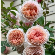 تصویر بذر گل رز ژولیت وارداتی بسته 2عددی 