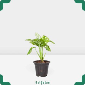 تصویر پوتوس حصیری ارتفاع30 