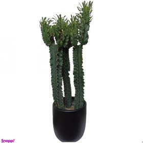 تصویر گیاه طبیعی افوربیا اینجنس مدل چند شاخه 