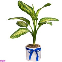 تصویر گیاه طبیعی دیفن باخیا ابلق گل اکسپرس مدل 04 