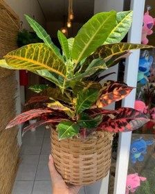 تصویر گیاه کروتون برای زیباسازی ورودی منزل 