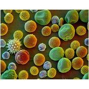 تصویر گرده گل 