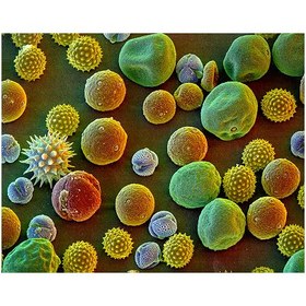 تصویر گرده گل 