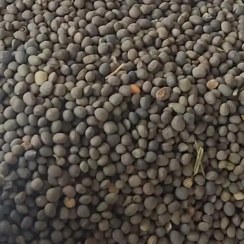 تصویر قره ماش 