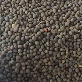 تصویر قره ماش 