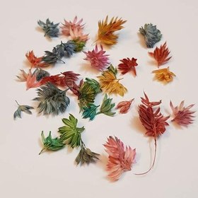 تصویر گل گندمی خشک 