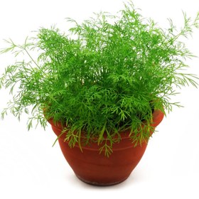 تصویر بذر شوید 10، 100 و 500 گرمی