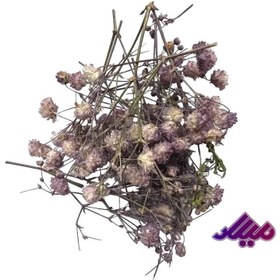 تصویر گل خشک ژیپسو بنفش G94 