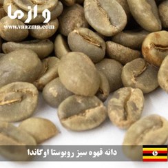 تصویر دانه قهوه سبز روبوستا اوگاندا بصورت عمده - 60 کیلویی 