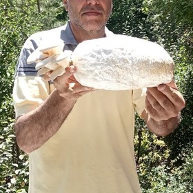 تصویر دو کیسه کمپوست قارچ صدفی دوکیلویی استریل شده و بذر خورده 