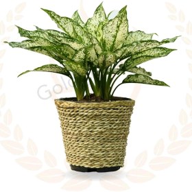 تصویر آگلونما برفی 