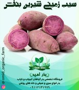 تصویر غده سیب زمینی شیرین بنفش 