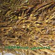تصویر سارگاسوم آنگوستیفولیوم ( Sargassum angustifulium ABDFM11114 ) 