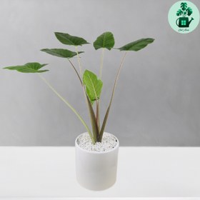 تصویر بابا آدم 