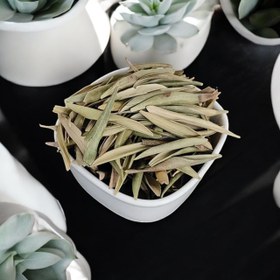 تصویر برگ زیتون خشک 