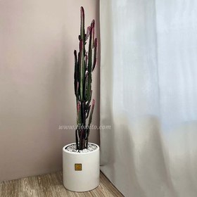 تصویر گیاه آپارتمانی افوربیا تریگونا قرمز | کد: ZNB-F2A 