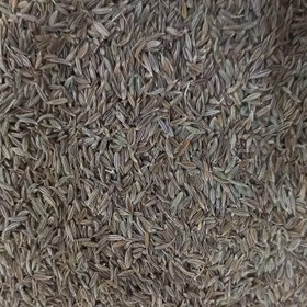 تصویر زیره سبز 