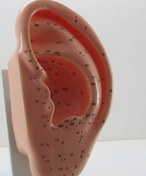 تصویر مولاژ طب سوزنی گوش پایه دار Moulaj of traditional medicine of ear with stand (Molage of traditional medicine of ear)