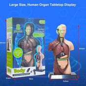 تصویر ماکت آناتومی بدن ۸ تکه مدل TXMR-027 