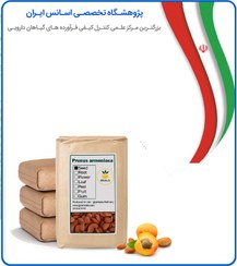 تصویر مغز هسته زردآلو بوداده فله 