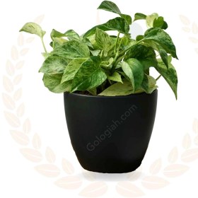 تصویر پتوس مرمری 