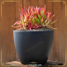 تصویر کراسولا قرمز 