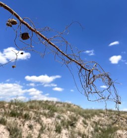 تصویر نهال پسته اردکان - رشد بسیار خوبی دارد Pistachio seedlings, from "Ardakan" cultivar