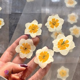 تصویر گل خشک نرگس 