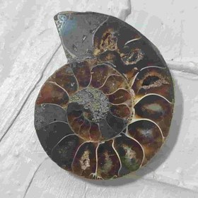 تصویر فسیل آمونیت طبیعی اصل کد 14 