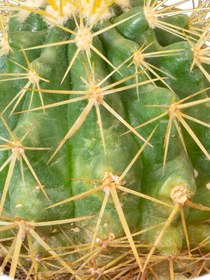 تصویر کاکتوس آچینو Ferocactus glaucescens 