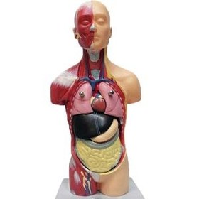 تصویر بازی آموزشی طرح مولاژ آناتومی بدن انسان مدل 7P 