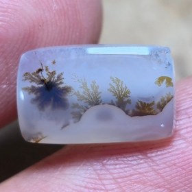 تصویر شجر قائنات 