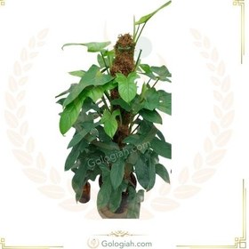 تصویر پتوس شیخی 