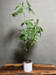 تصویر گیاه پاچیرا تک تنه 