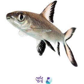 تصویر سیلور شارک 8 تا 9 سانت 