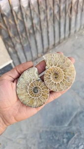 تصویر فروشگاه مرد سنگی